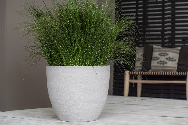 zebra grass.jpg zebra grass.jpg